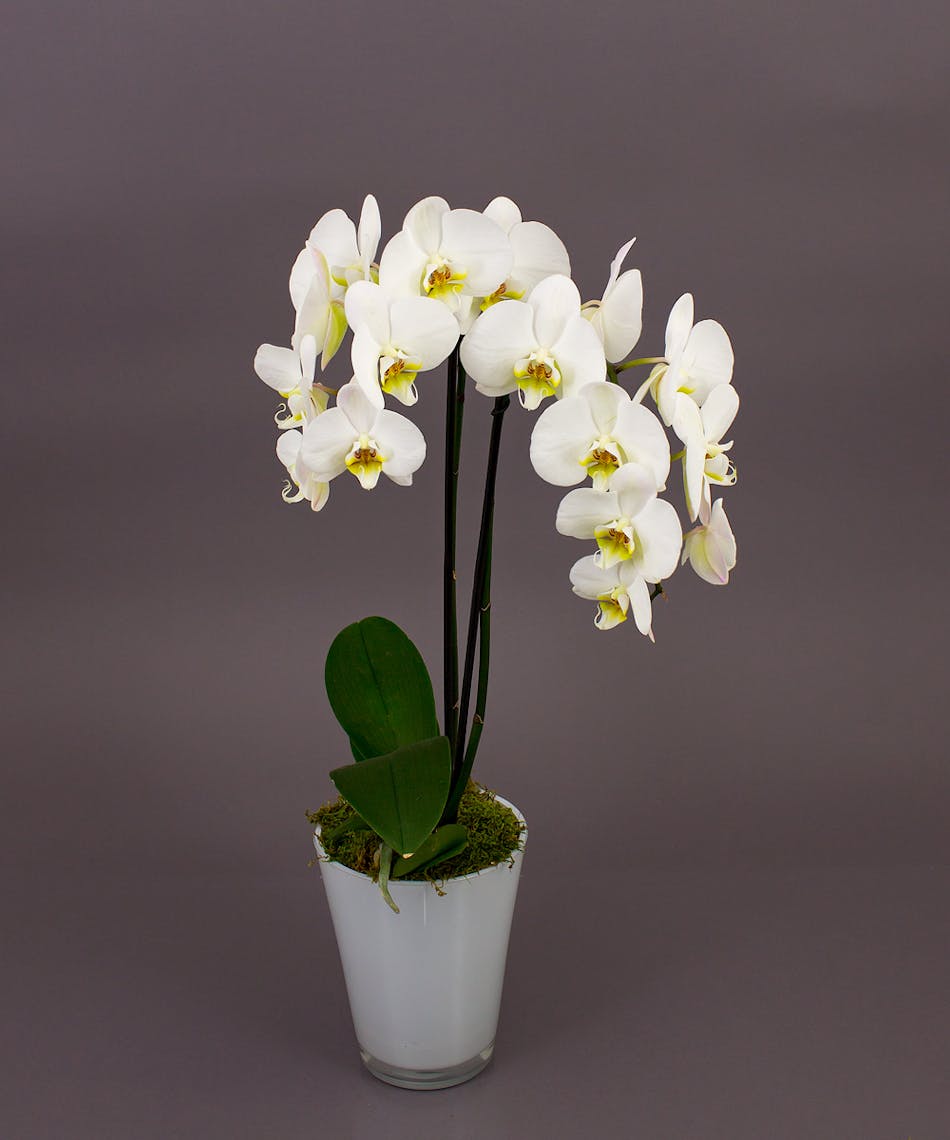 White Phalaenopsis Orchid Same Day Delivery Danvers, MA