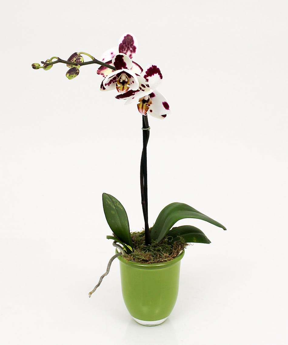 Petite Orchid Plant Sameday Delivery Danvers, MA