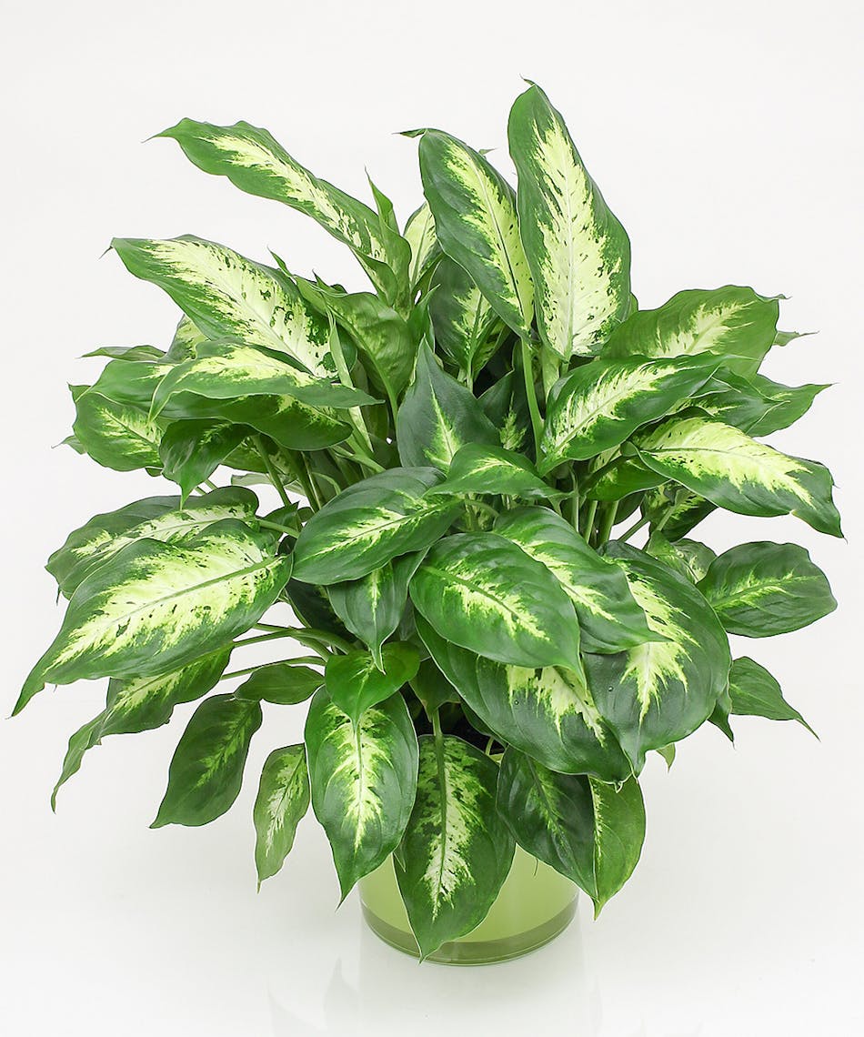 Dieffenbachia Plant - Same-day Delivery Danvers, MA - Currans Flowers