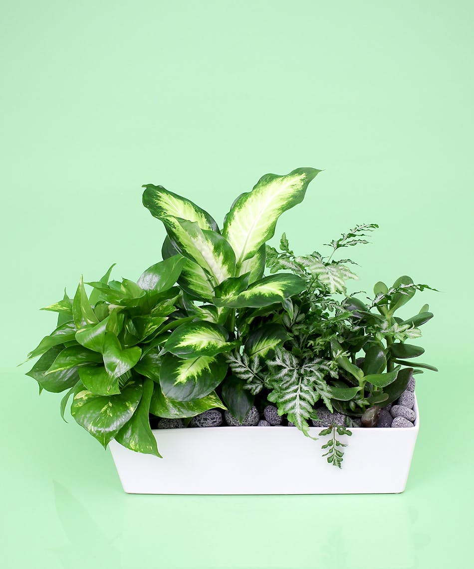 Contemporary Green Plant Planter - Same Day Delivery, Danvers MA