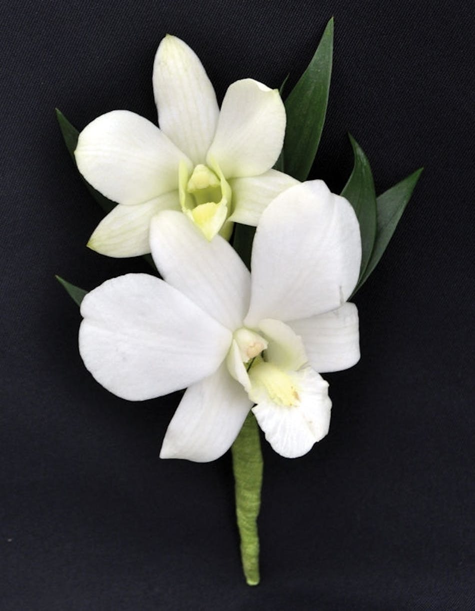 Dendrobium White Orchid - Danvers, MA - Currans Flowers