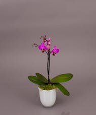 Belita Phalaenopsis Orchid