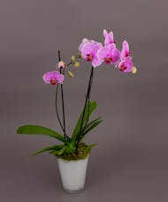 Pink/Purple Bonita Phalaenopsis Orchid in White