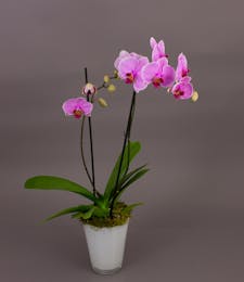Pink/Purple Bonita Phalaenopsis Orchid in White