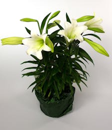 Currans Double Stemmed Easter Lily