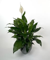 Peace Lily for Table
