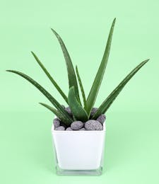 Aloe in compact cube