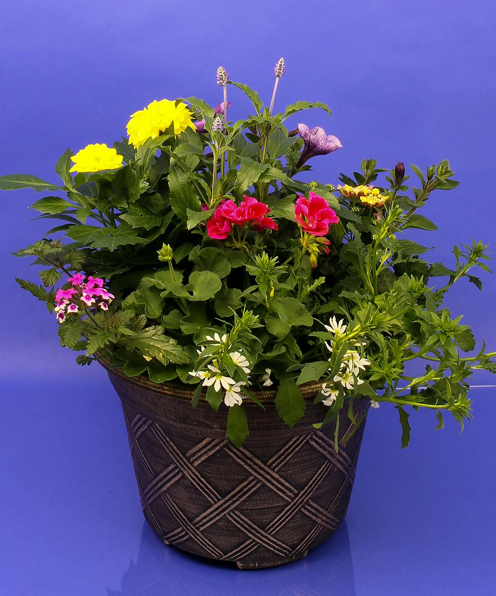 Annual Planter Same day delivery, Danvers, MA Currans