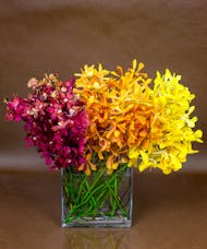 Autumn Orchid Collection
