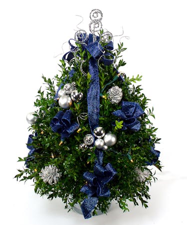 Blue and Silver Boxwood Tree