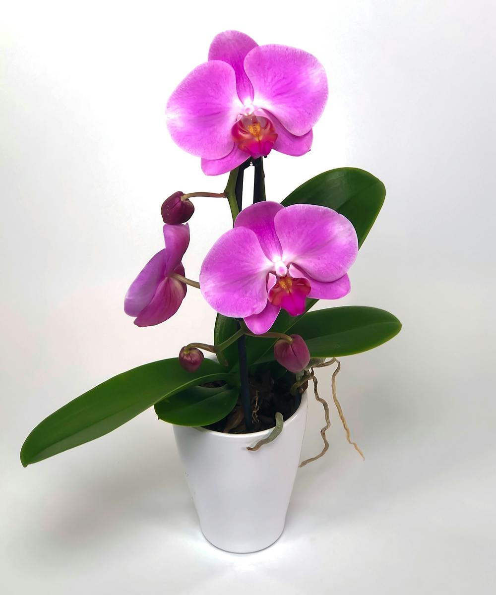 Big Sensation Phalaenopsis Orchid -Same Day Delivery Danvers, MA ...