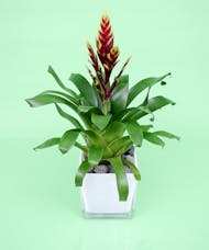 Bromeliad in compact cube