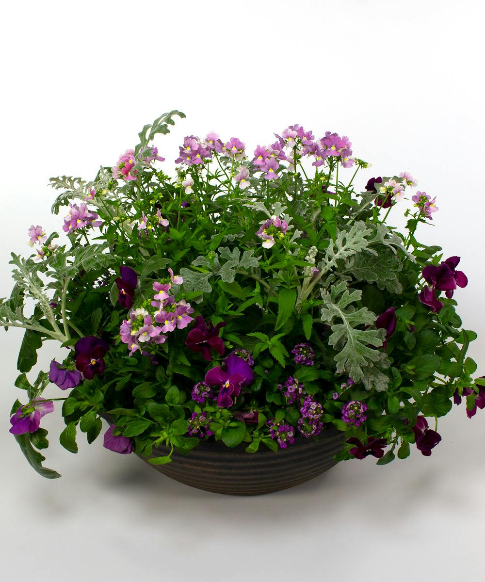 Spring Dorado Planter Danvers (MA) SameDay Plant Delivery Currans