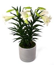 Currans Double Stemmed Easter Lily