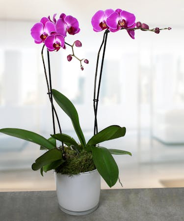 Elegant Orchid Plant Same Day Delivery Danvers Ma Currans Flowers