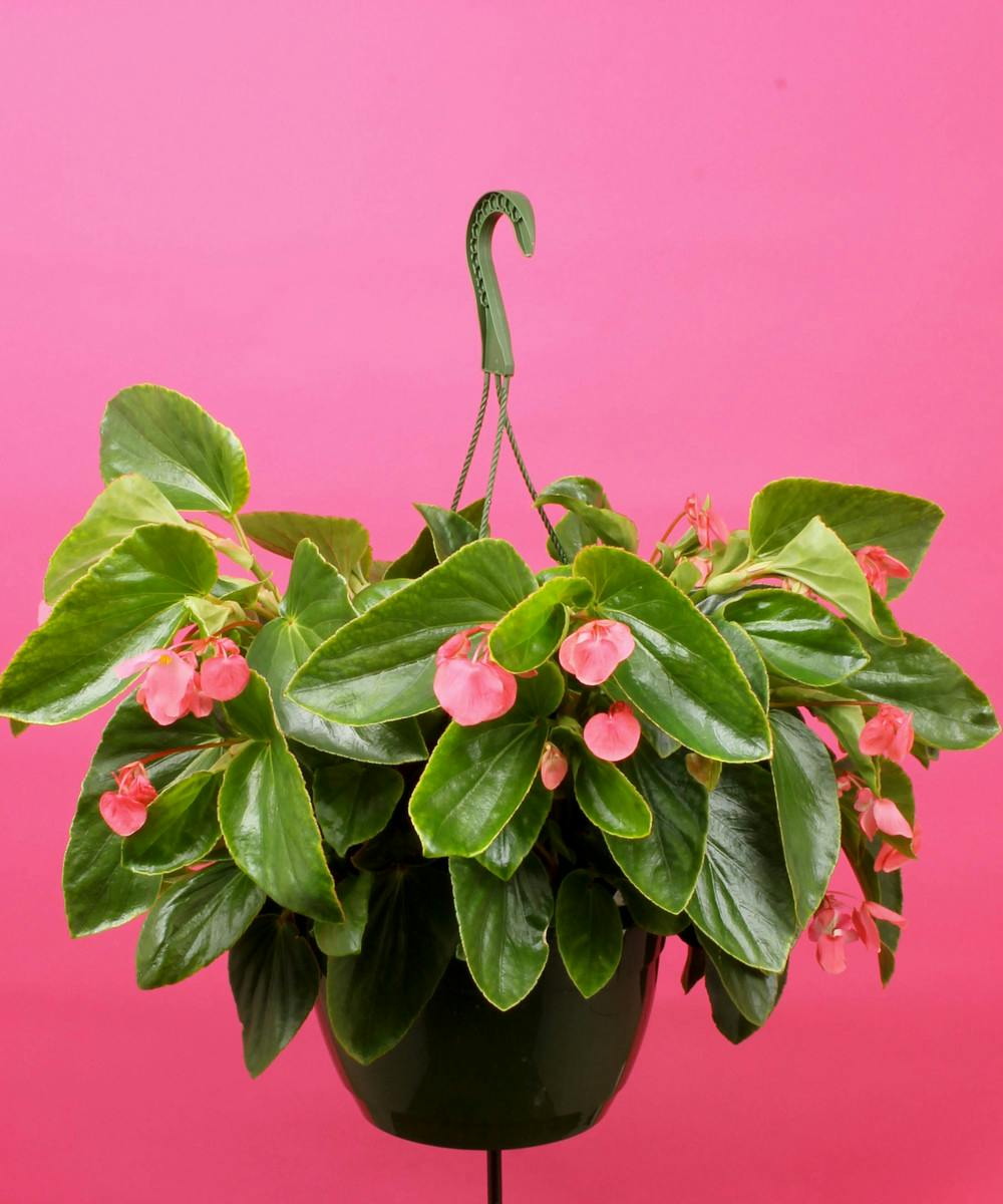 Dragon Wing Begonia Hanging Basket Same Day Delivery, Danvers, MA