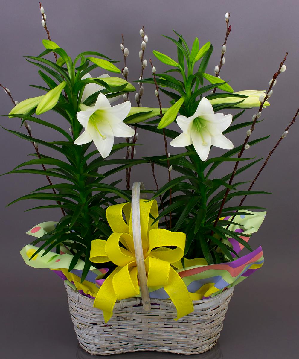 Easter Lily Basket Same day delivery, Danvers, MA Currans Flowers