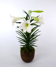 Currans Single Stemmed Easter Lily