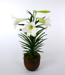 Currans Single Stemmed Easter Lily