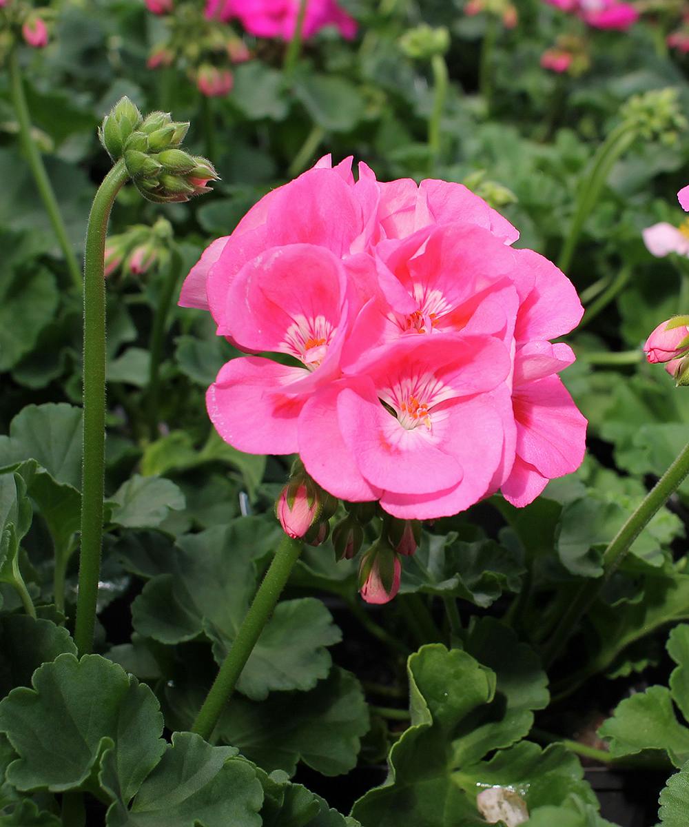 Plantyourowngeraniums Same Day Delivery, Danvers, MA Currans Flowers