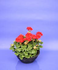 Red Geranium Bowl