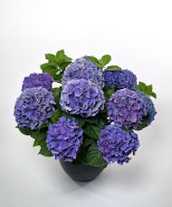 Currans Blue Hydrangea Plant