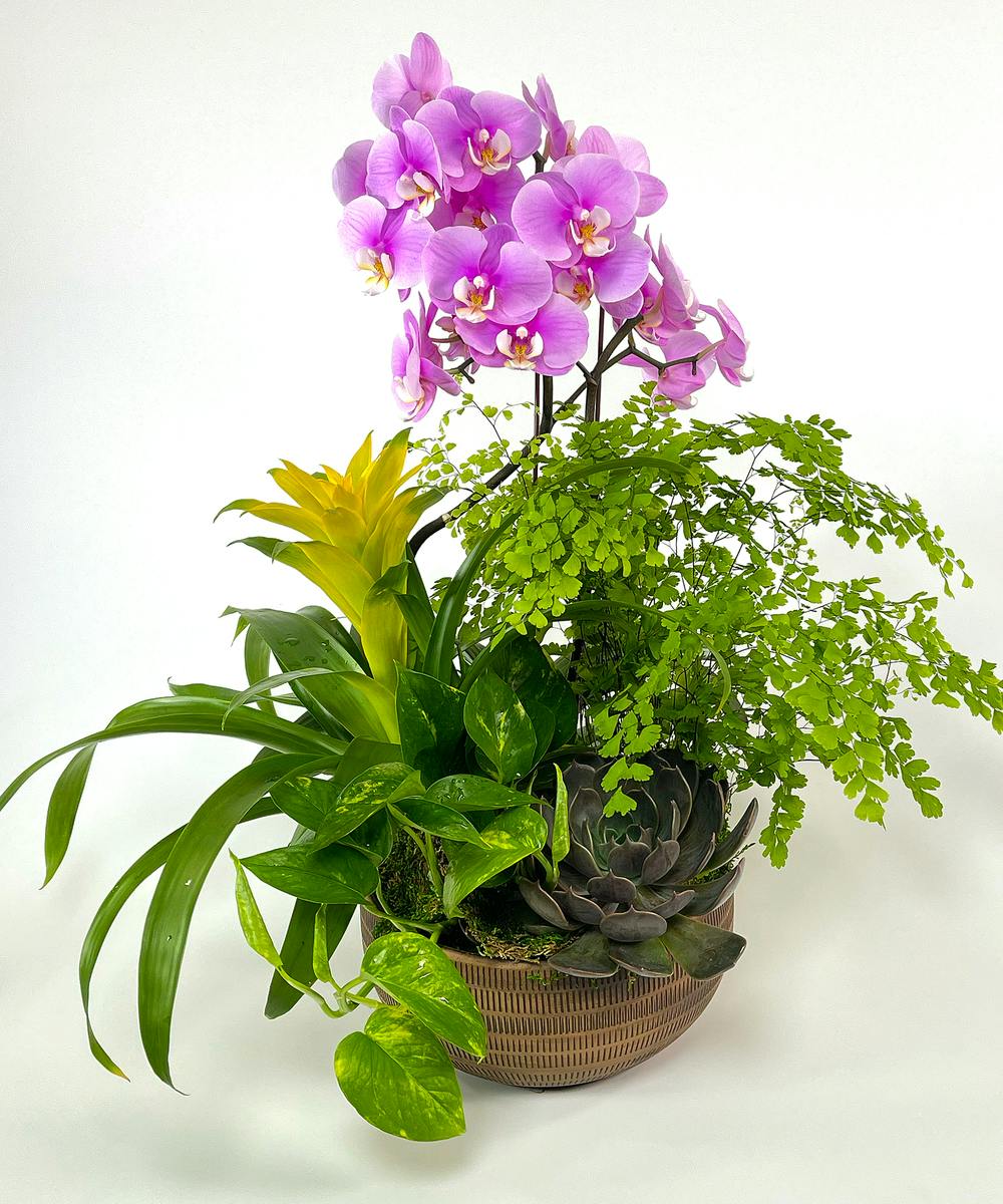 Luzon Garden Currans Flowers Danvers & Beverly, MA