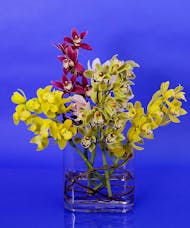 Miniature Cymbidium Orchid Vase