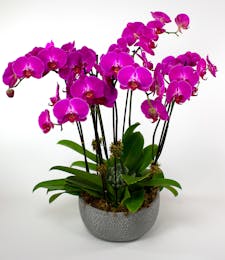 Purple Prague Orchid Garden