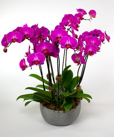 Prague Orchid Garden Same Day Delivery Danvers Ma Currans Flowers