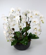 White Prague Orchid Garden