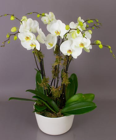 Prague Orchid Garden -Same Day Delivery Danvers, MA - Currans Flowers