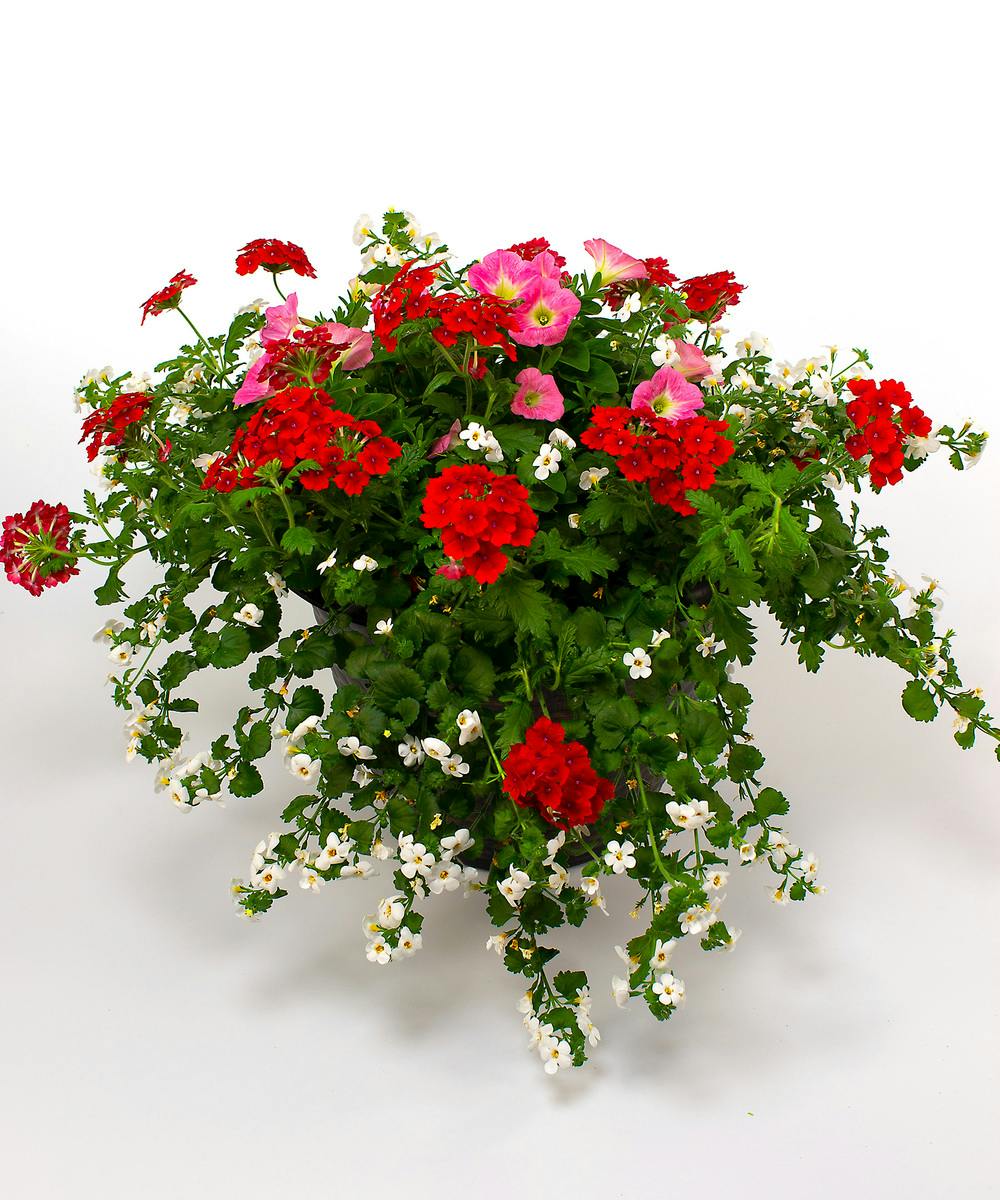 Petunia Planters Danvers (MA) SameDay Plant Delivery Currans Flowers