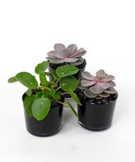Desktop Plant Collection