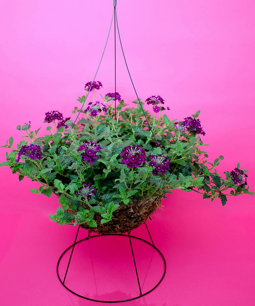 Verbena Moss Hanging Basket Same Day Delivery, Danvers, MA Currans