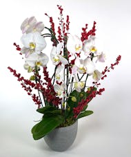 Winter Waterfall Orchid Planter