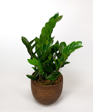 Zz Plant Delivery Massachusetts Same Day Delivey