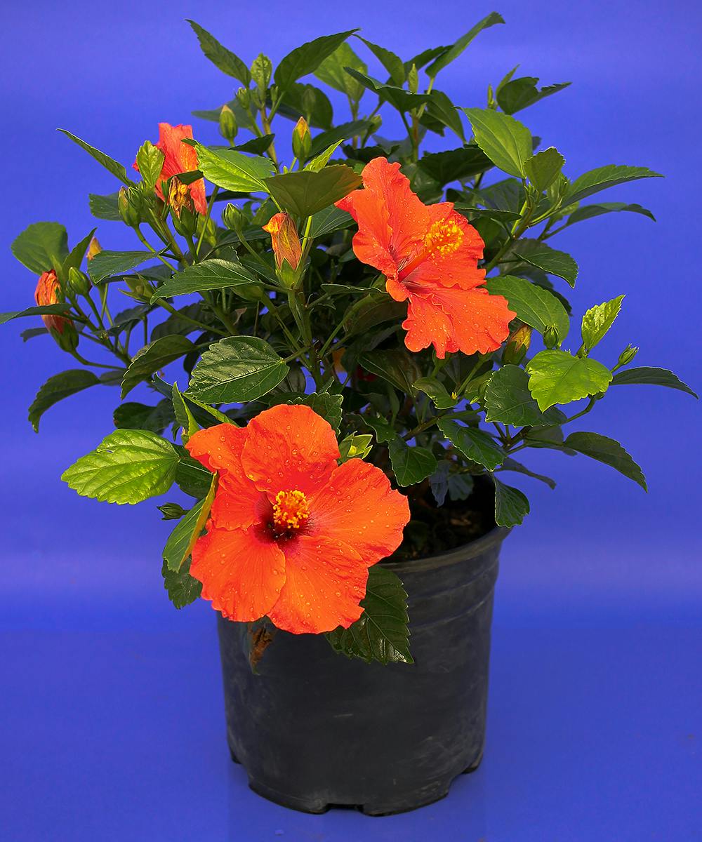 Hibiscus Bush Danvers, Beverly, MA Sameday Delivery by Currans Flowers