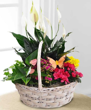 Currans Flowers Butterfly Garden Basket Delivery To Danvers