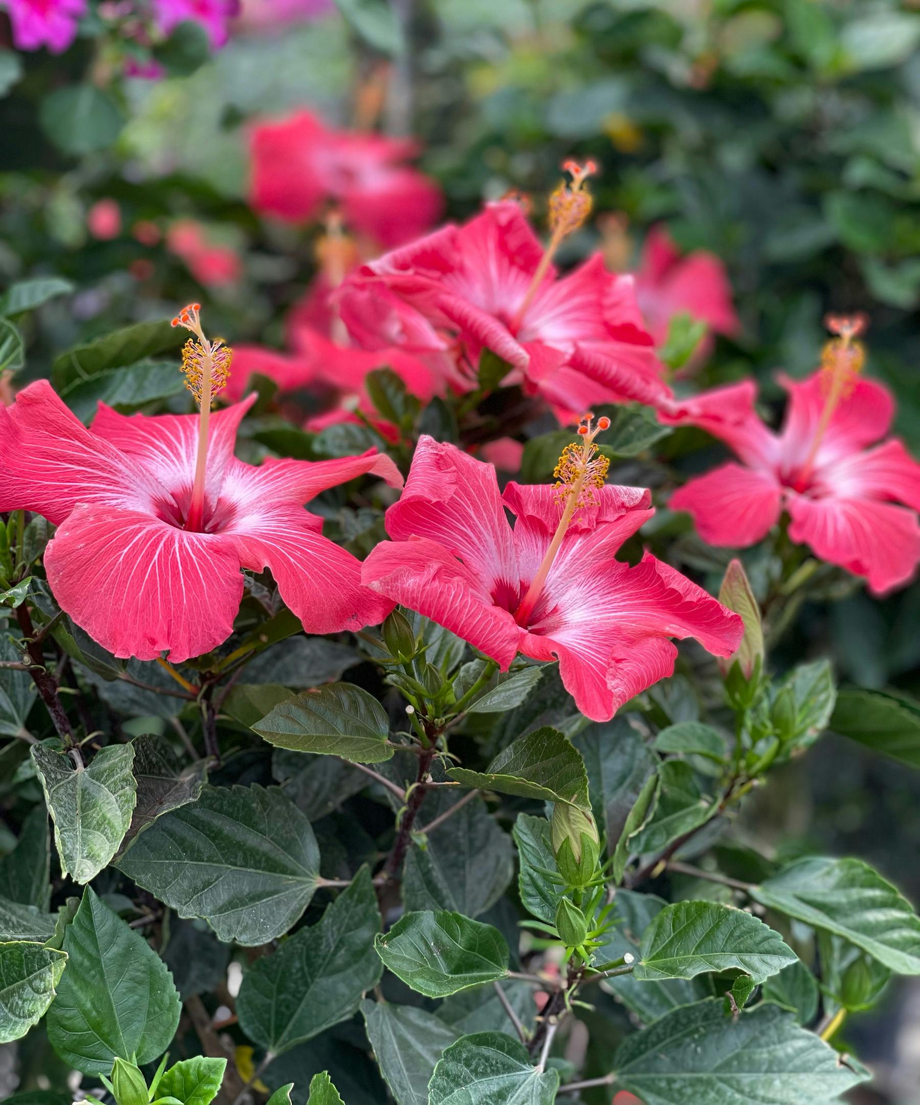 Hibiscus Bush Danvers, Beverly, MA Sameday Delivery by Currans Flowers