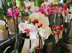 A wide range of orchids on display