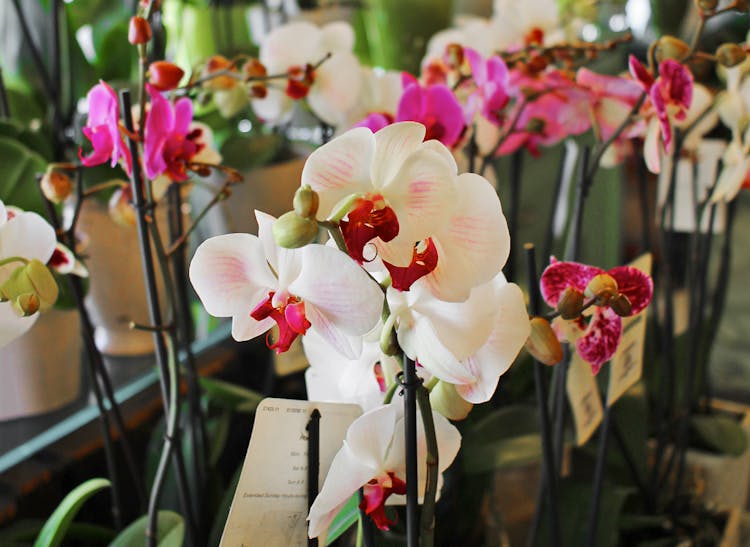 A wide range of orchids on display