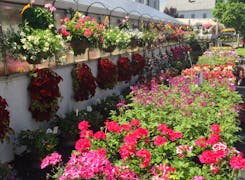 Outdoor flowers and plants on display near our spacious greenhouse